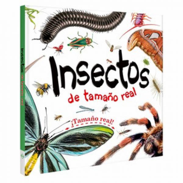 INSECTOS DE TAMAÑO REAL